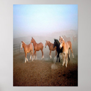 Magnificent horses poster. poster