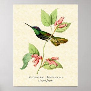 Magnificent Hummingbird Art Print
