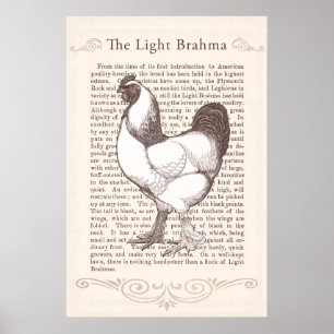 Magnificent Light Brahma Rooster Country Kitchen Poster