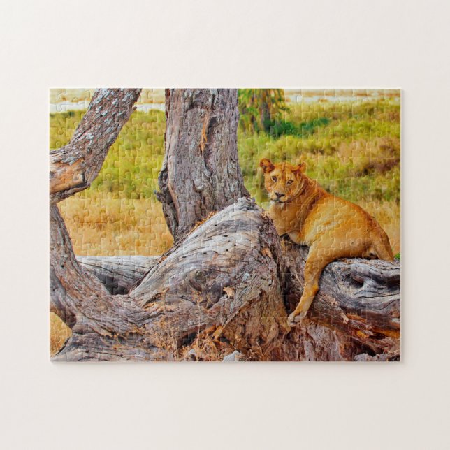 Magnificent Lions of South Africa Jigsaw Puzzle (Horizontal)