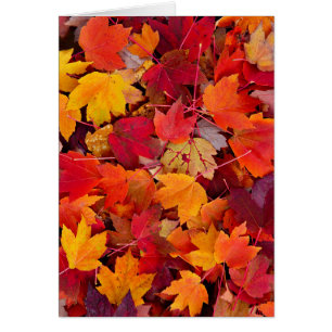Magnificent Maple Leaves