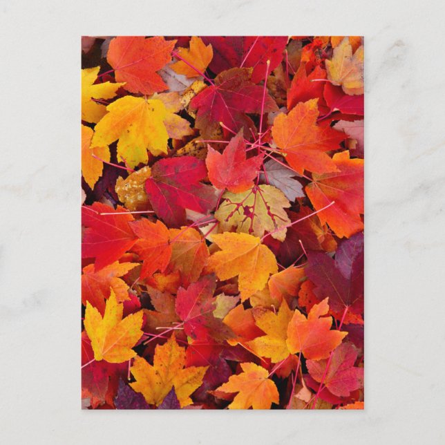 Magnificent Maple Leaves Postcard (Front)