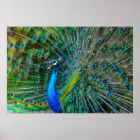 Magnificent Peacock with its Tail Feathers Open