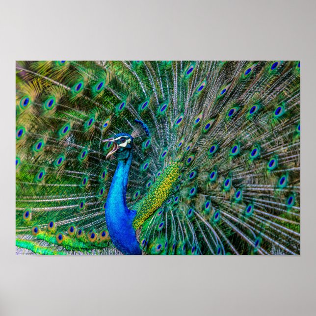 Magnificent Peacock with its Tail Feathers Open Poster (Front)