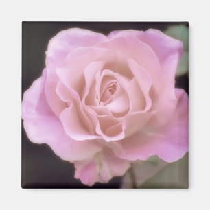 Magnificent Pink Rose Magnet