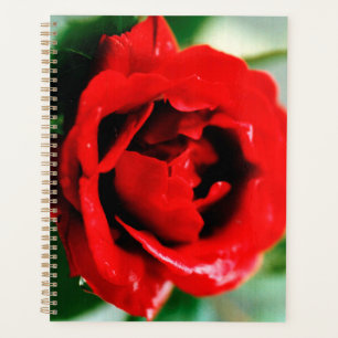 Magnificent red rose with morning dew drops planner