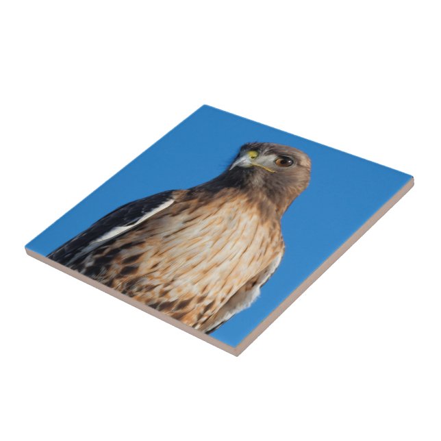 Magnificent Red-Tailed Hawk in the Sun Ceramic Tile (Side)