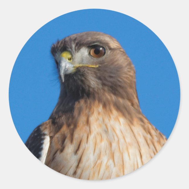 Magnificent Red-Tailed Hawk in the Sun Classic Round Sticker (Front)