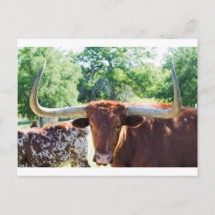 Magnificent Texas Longhorn Bull Postcard