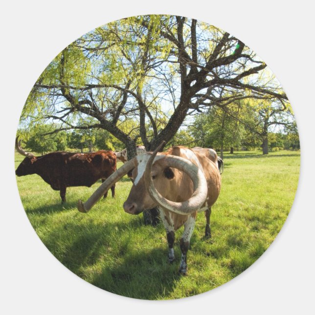 Magnificent Texas Longhorn Cattle Classic Round Sticker (Front)