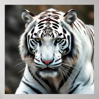 Magnificent White Tiger in the Wild