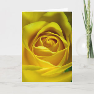 Magnificent yellow rose macro picture card