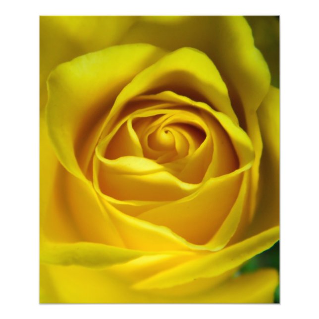 Magnificent yellow rose macro picture photo print (Front)