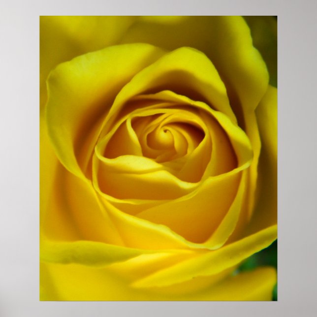 Magnificent yellow rose macro picture poster (Front)