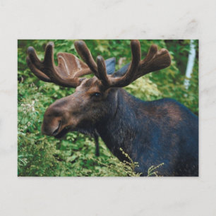Magnificient Moose Postcard