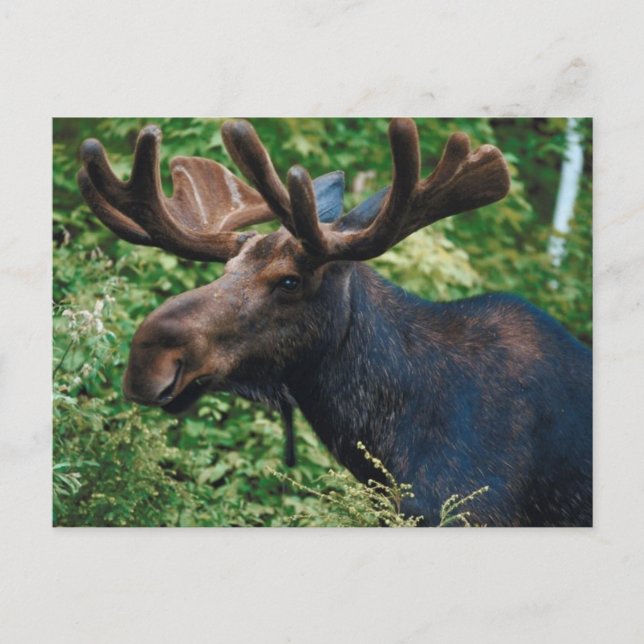 Magnificient Moose Postcard (Front)