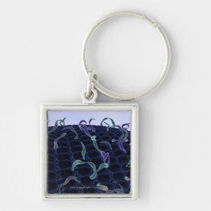 Magnified cell membrane key ring