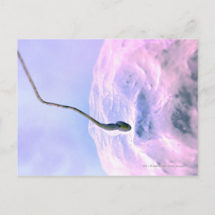 Magnified look at a sperm fertilising an egg postcard