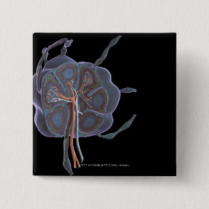 Magnified look of a lymph node 15 cm square badge