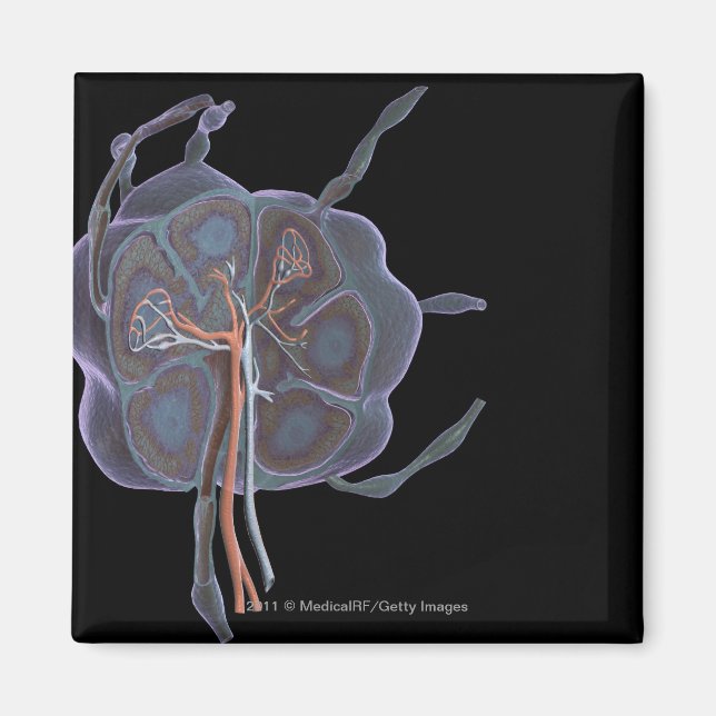 Magnified look of a lymph node magnet (Front)