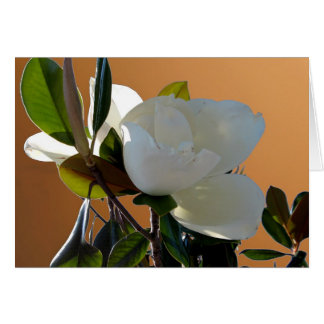 Magnolia