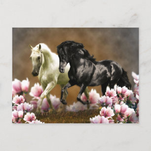 Magnolia Alley - Postcard