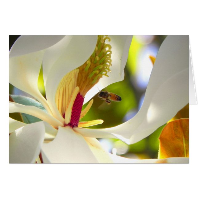 Magnolia and Honey Bee Card (Front Horizontal)