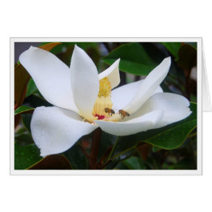 Magnolia and Honeybees Card