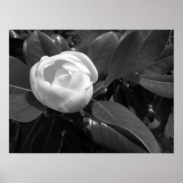 Magnolia Bloom in Black and White Poster (Front)