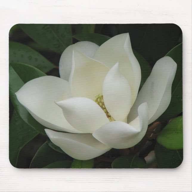 Magnolia Bloom Mouse Pad (Front)