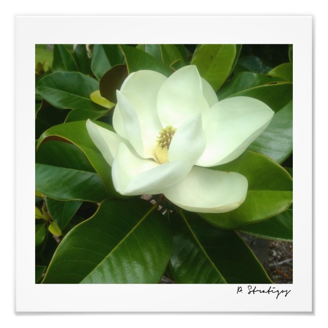 Magnolia Bloom Photo Print (Front)