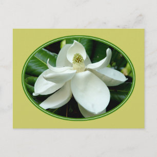 Magnolia Bloom Postcard 2
