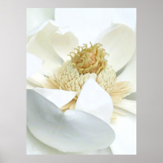 Magnolia Bloom                        Poster