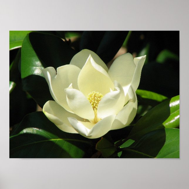 Magnolia Bloom Poster (Front)