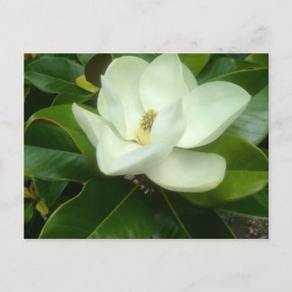 Magnolia Bloom Savannah Georgia Postcard