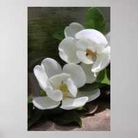 Magnolia Blooms Poster -24x36 -other sizes also
