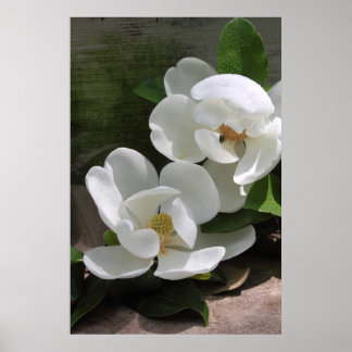 Magnolia Blooms Poster -24x36 -other sizes also