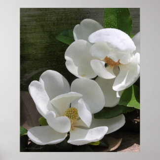 Magnolia Blooms Print -20x24 -other sizes also