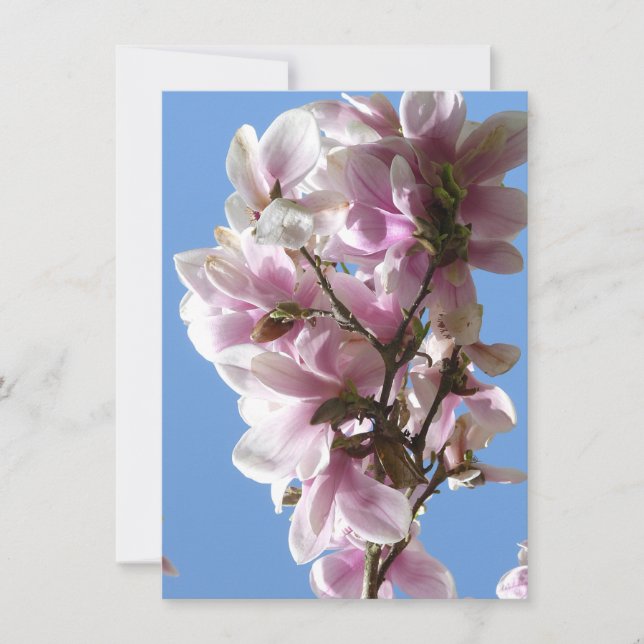 Magnolia Blossom (Front)