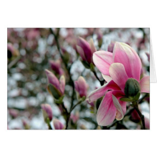 Magnolia Blossom and Buds