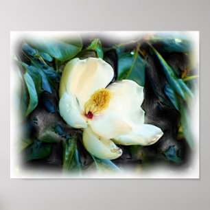 Magnolia Blossom Oil Painting Digital Art Poster