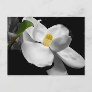 Magnolia Blossom Postcard