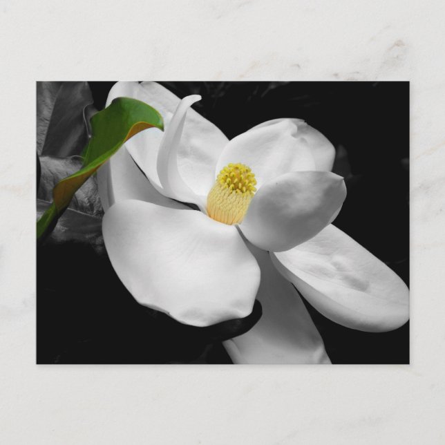 Magnolia Blossom Postcard (Front)