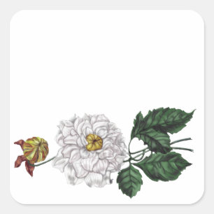 Magnolia Blossom Square Sticker