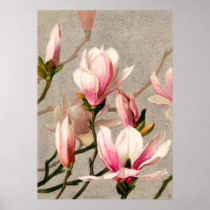 Magnolia Blossoms by L. Prang & Co. Poster