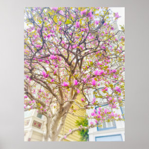 Magnolia Blossoms  Poster