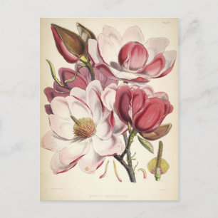 Magnolia - Botanicals Collection Postcard