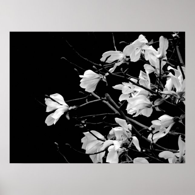 Magnolia Branches Art Poster (Front)