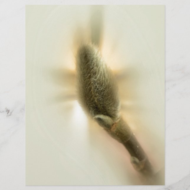 magnolia bud (Front)
