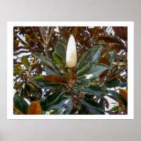 Magnolia Bud